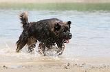 LEONBERG 611
